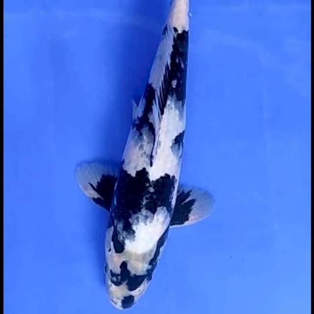 SHIRO # 31CM