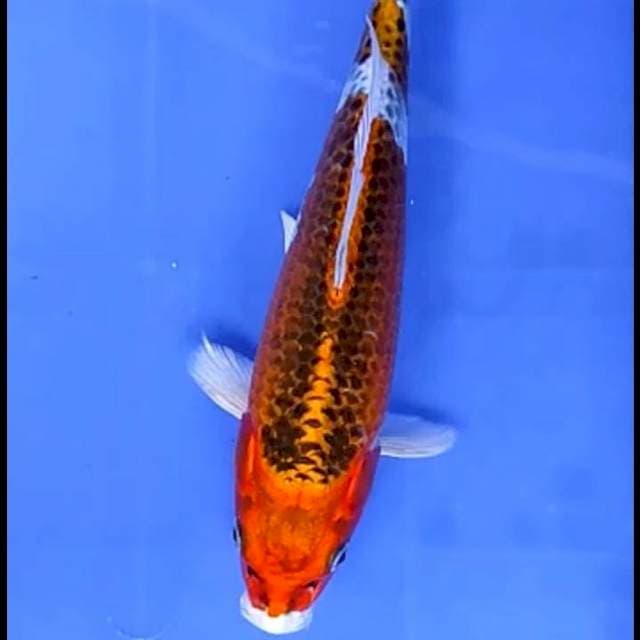 KUJAKU # 26CM