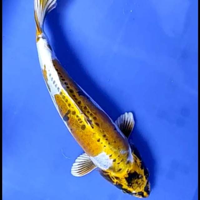 KIN KIKOKURYU # 35CM