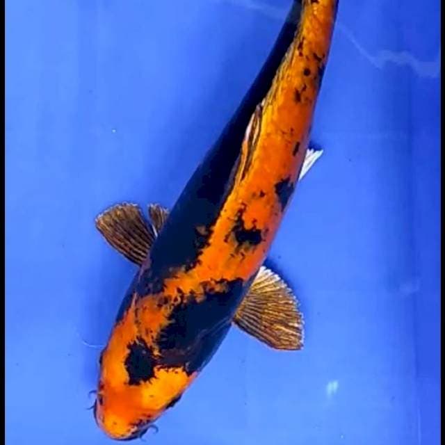 KIN UTSURI # 38CM