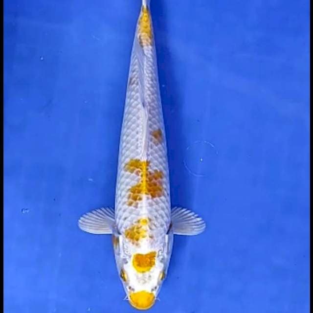 HARIWAKE # 25CM