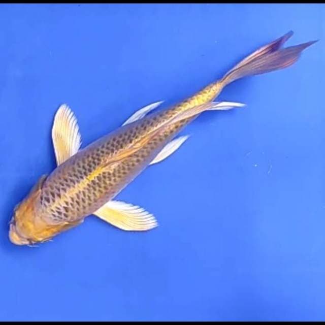 KIN MATSUBA KUMPAY # 30CM