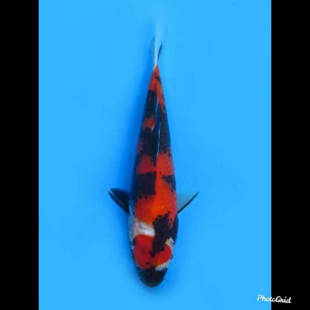 Maruten Showa , 24cm 