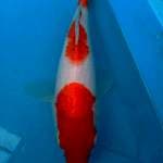 Kohaku 25cm