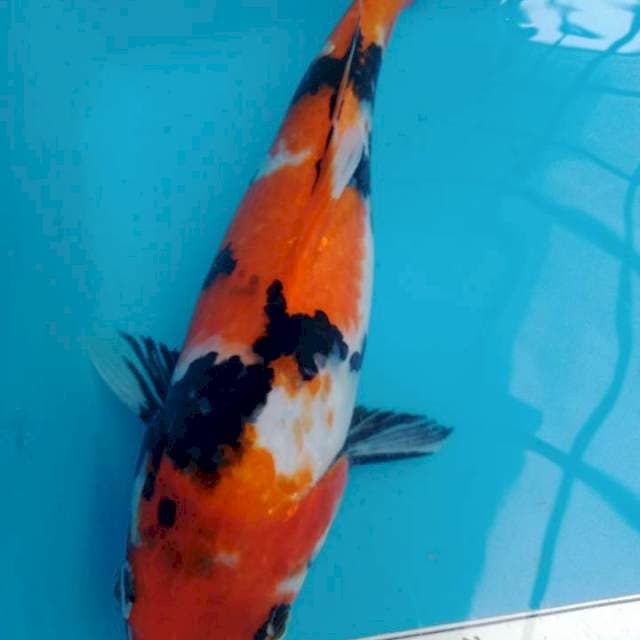 Showa 25cm