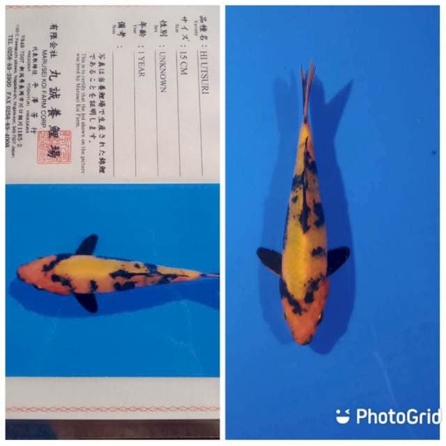 Hi utsuri marusei tosai