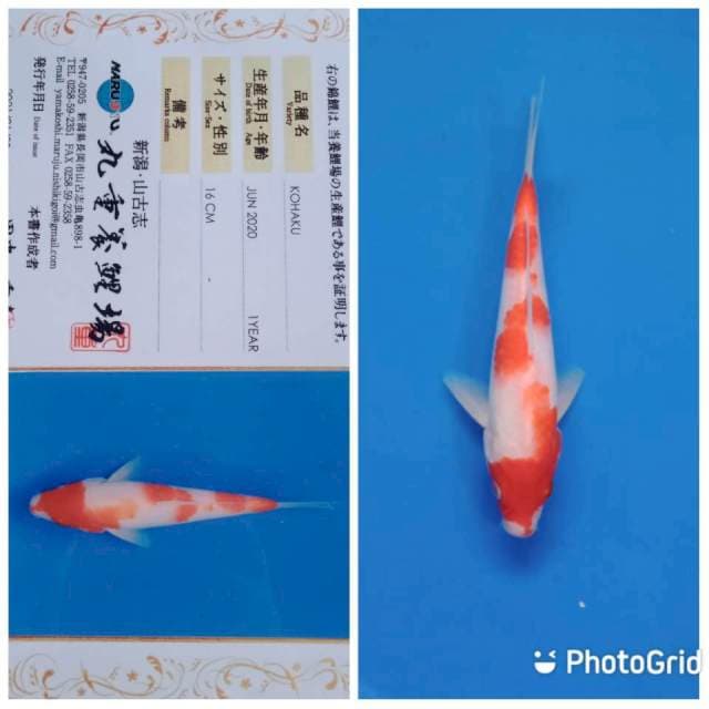 Kohaku marujyu farm