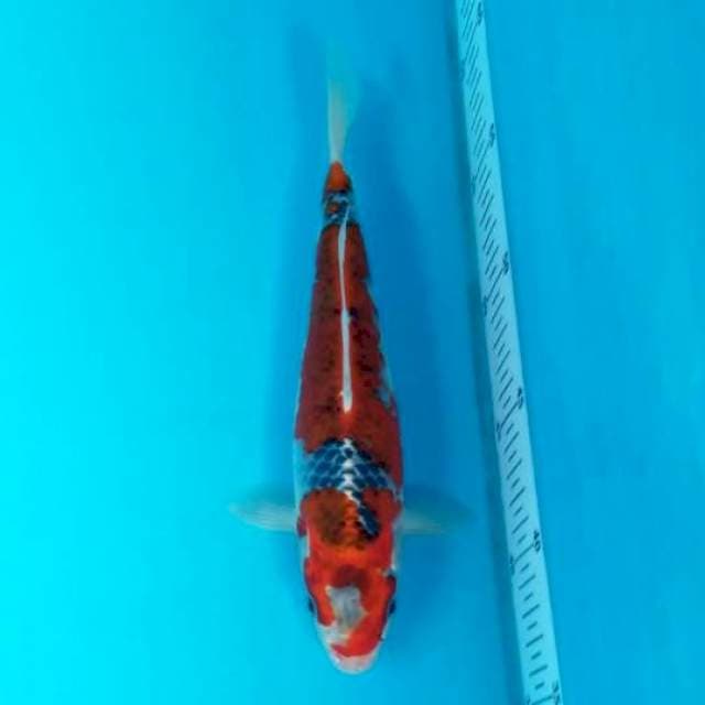 GOSHIKI 24 CM