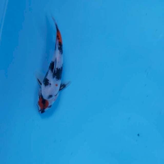 Maruten showa~20cm