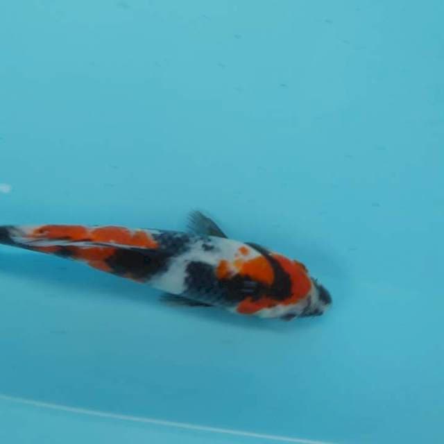 Showa~22cm