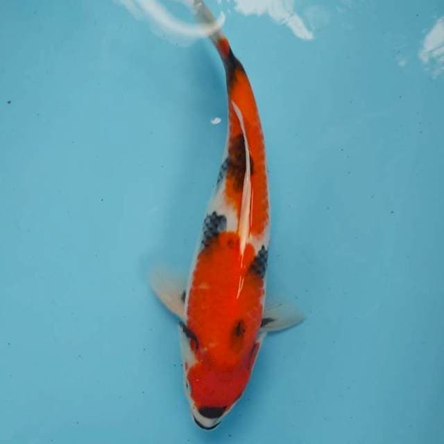 Showa f1 isa~38cm