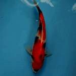 Showa f1 isa~38cm