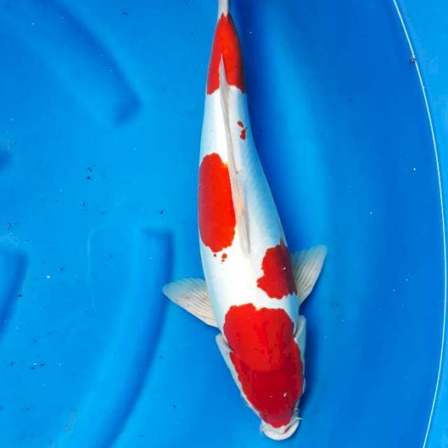 Kohaku jantan doitsu murni 45cm 