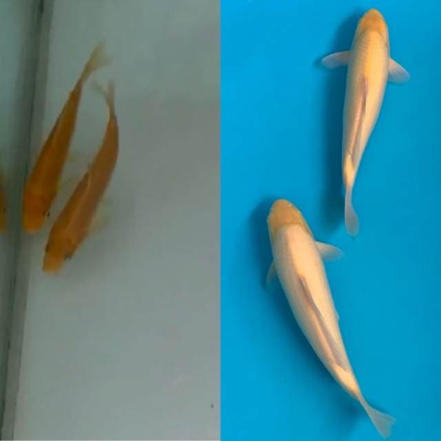 KARASHI IMPORT MARUDO
