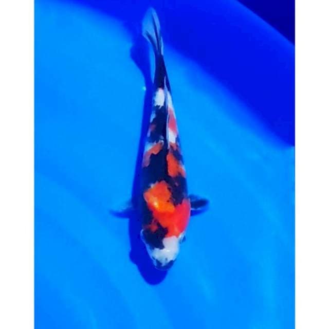 Showa Sanshoku Prospect 19cm