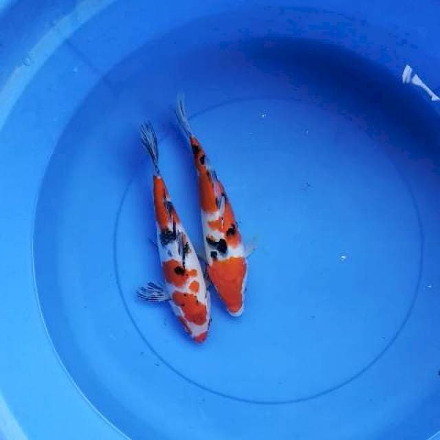 Duo sanke 24-25 cm