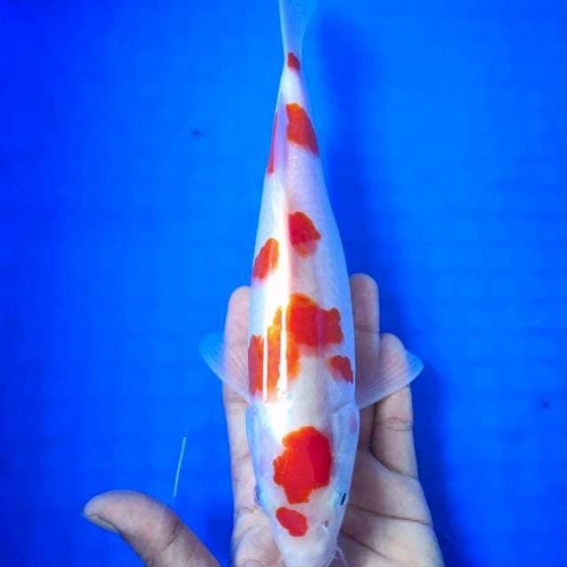 Godan 5step Kohaku F1 Original