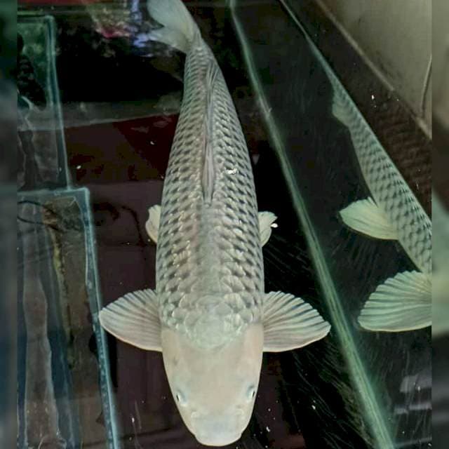 Jumbo Soragoi Ginrin 67cm