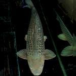 Jumbo Soragoi Ginrin 67cm