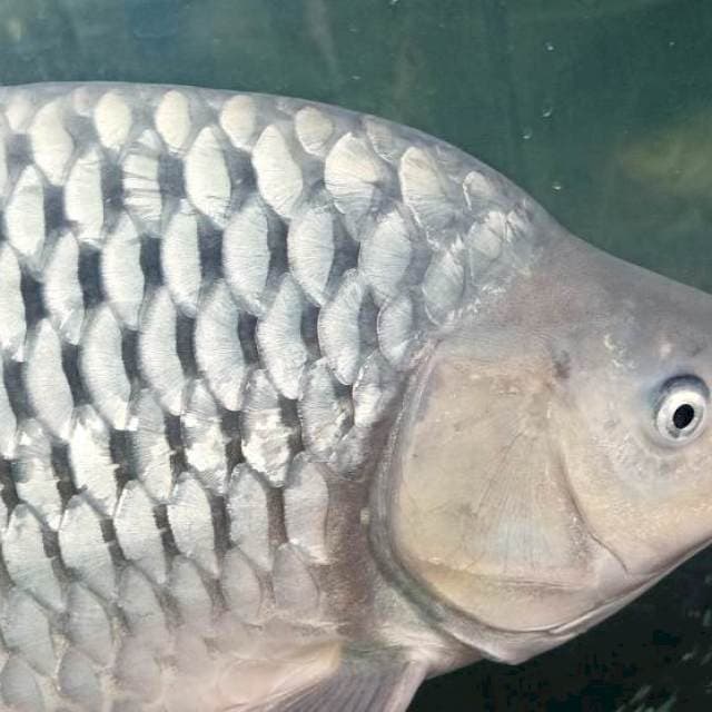 Jumbo Soragoi Ginrin 67cm
