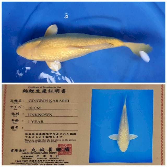 Karashi Ginrin Marusei import serti