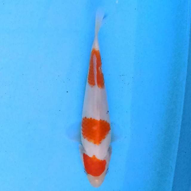 Kohaku 3 step 19 cm