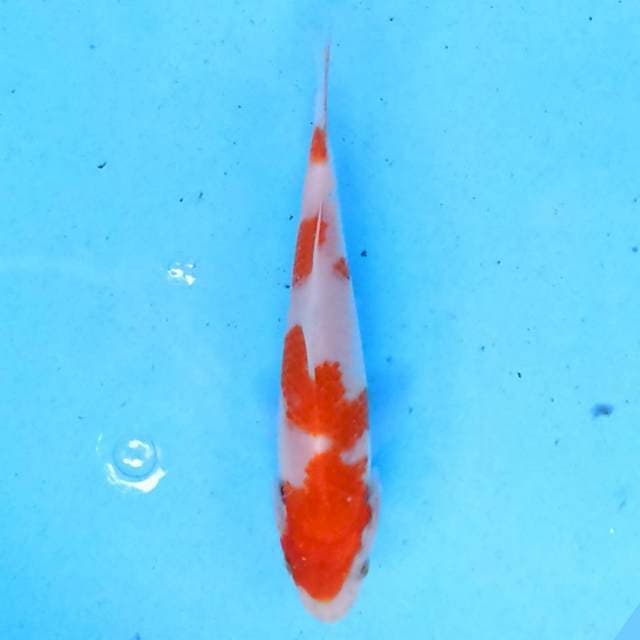 Kohaku 12 cm