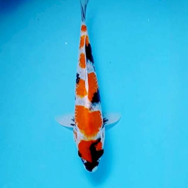 Showa 28cm