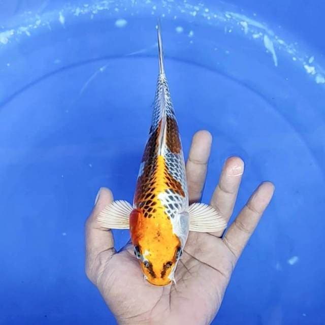 1. Kujaku || 23 cm || Jantan