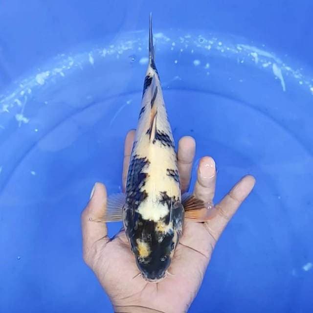 2. Shiro || 26 cm