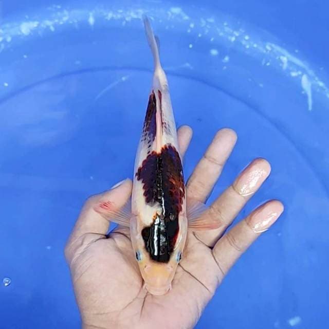 4. Goromo || 22 cm