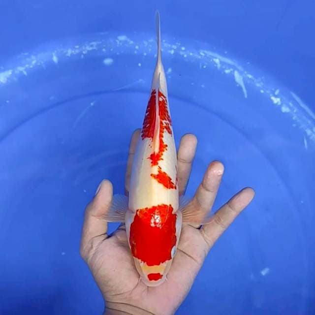 5. Kohaku || 26 cm