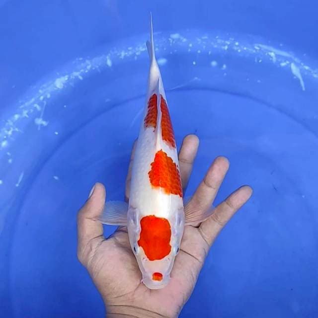 6. Kohaku Original || 29 cm