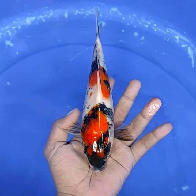 7. Showa || 22 cm || Jantan
