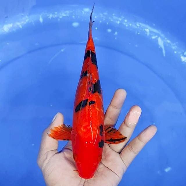 10. Aka Bekko Strong || 25 cm