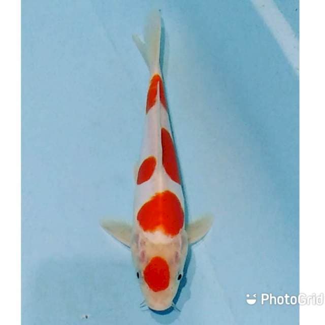 SQ kohaku doitsu original 25cm