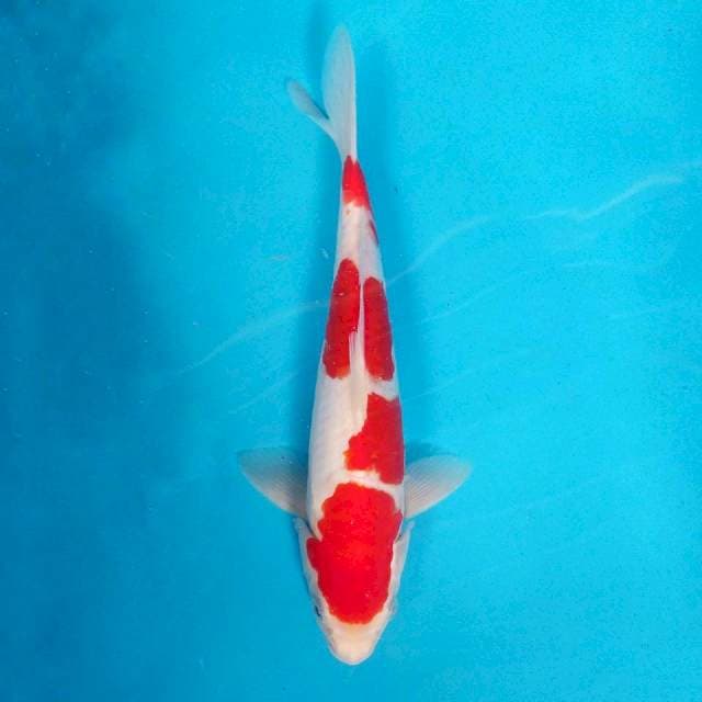 Kohaku jantan doit merah  29cm 