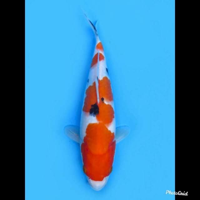 Sanke Bulky , 29cm 