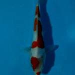 Kohaku Doitsu 25bu