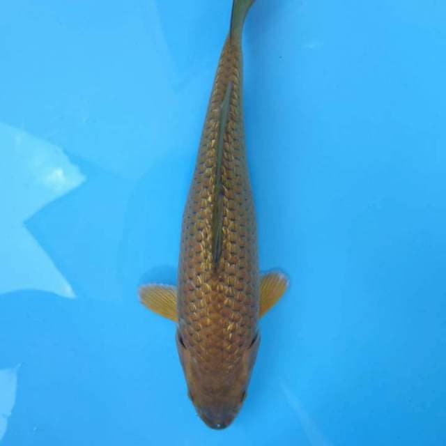 PERMADI ~ CHAGOI GINRIN 25