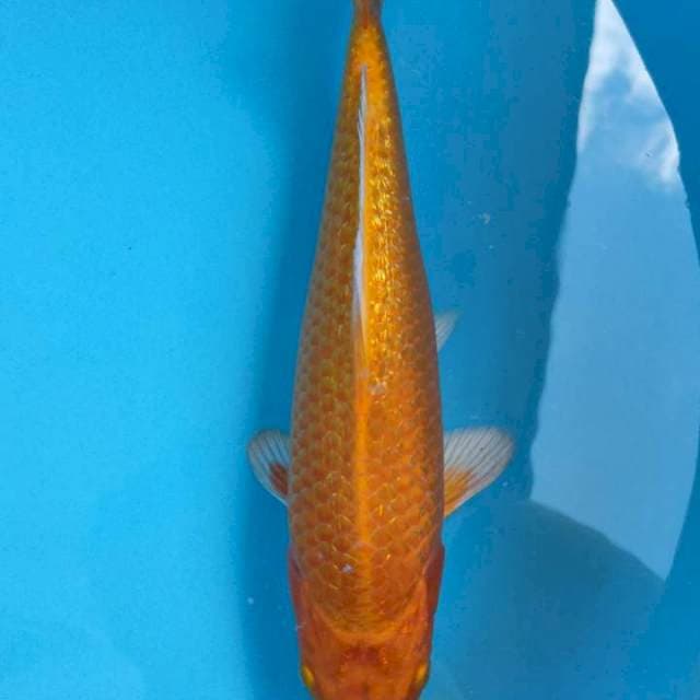 PERMADI ~ ORENJI OGON GINRIN 27CM