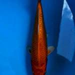 PERMADI ~ ORENJI OGON GINRIN 27CM
