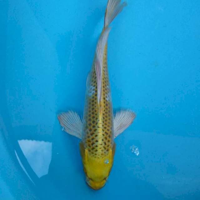 PERMADI ~ HARIWAKE SLAYER 29CM