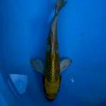 PERMADI ~ HARIWAKE SLAYER 29CM