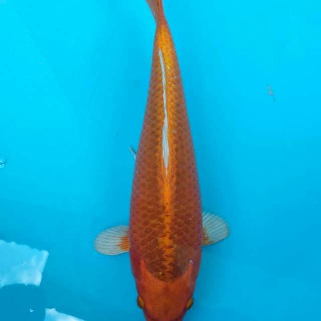 PERMADI ~ ORENJI OGON BULKY 32CM