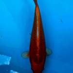 PERMADI ~ ORENJI OGON BULKY 32CM