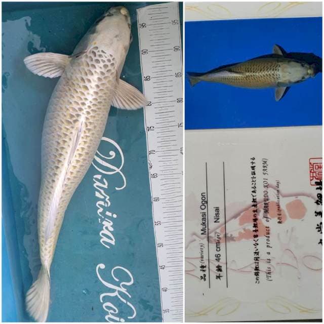 65cm Import Siap Pijah