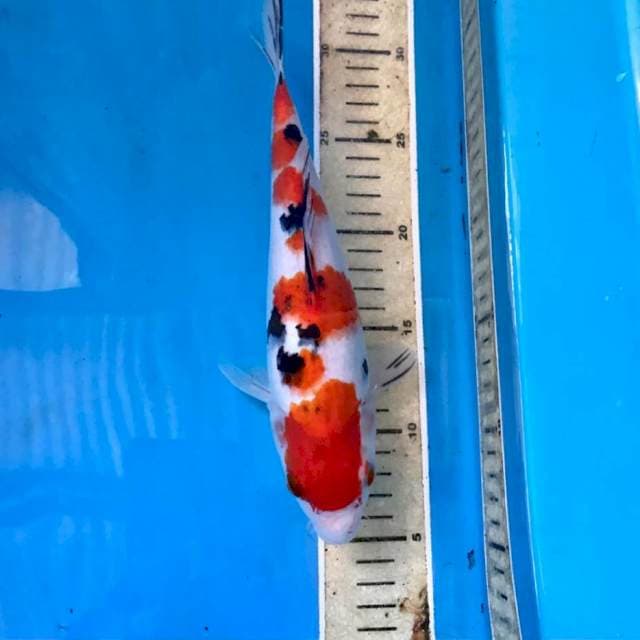 Sanke, 25 cm