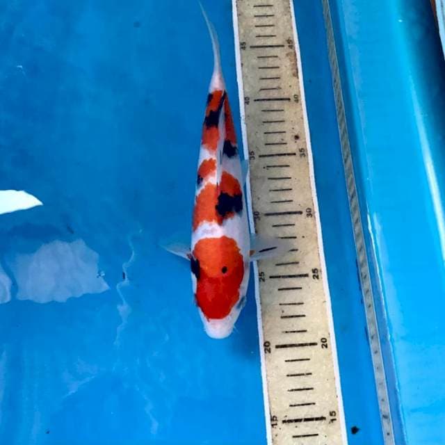 Sanke, 26 cm