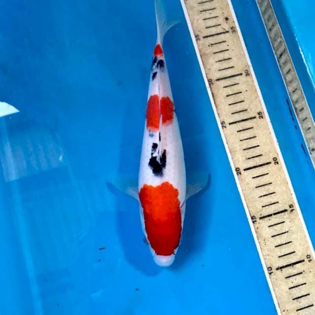 Sanke, 26 cm